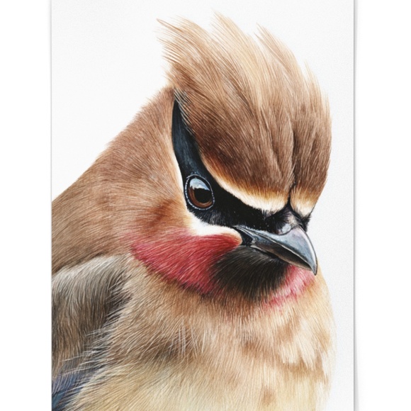 Watercolor Cedar Waxwing Bird Portrait Wall Art Print, Unframed - Vibrant Nature - Picture 2 of 7